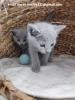 Russian Blue kittens for sale