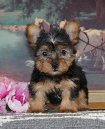 Dos Yorkshire Terrier registrados