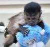 Freshly Vet Checked Home Trained Capuchin Monkeys for Adoption