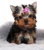 GORGEOUS YORKIE PUPPIES Text /call (330) 910 0534