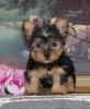 Dos Yorkshire Terrier registrados