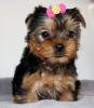 Two Registered Yorkshire Terrier