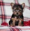 Yorkie ** Teacup and Toy Sized **Text /call (330) 910 0534