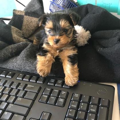 Purebred Puppies for Sale - Yorkshire Terriers