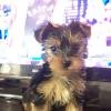 Akc registered yorkiesfor sale