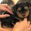 yorkie puppies for sale near me